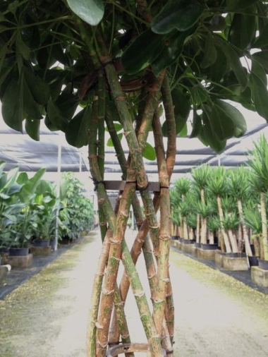 Schefflera topiary (close-up)