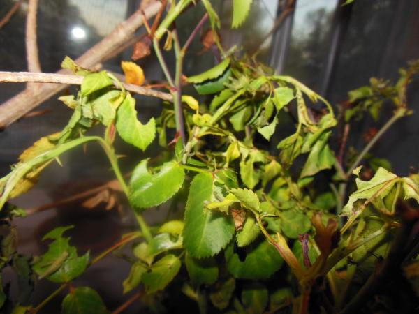 Schistocerca shoshone nymphs