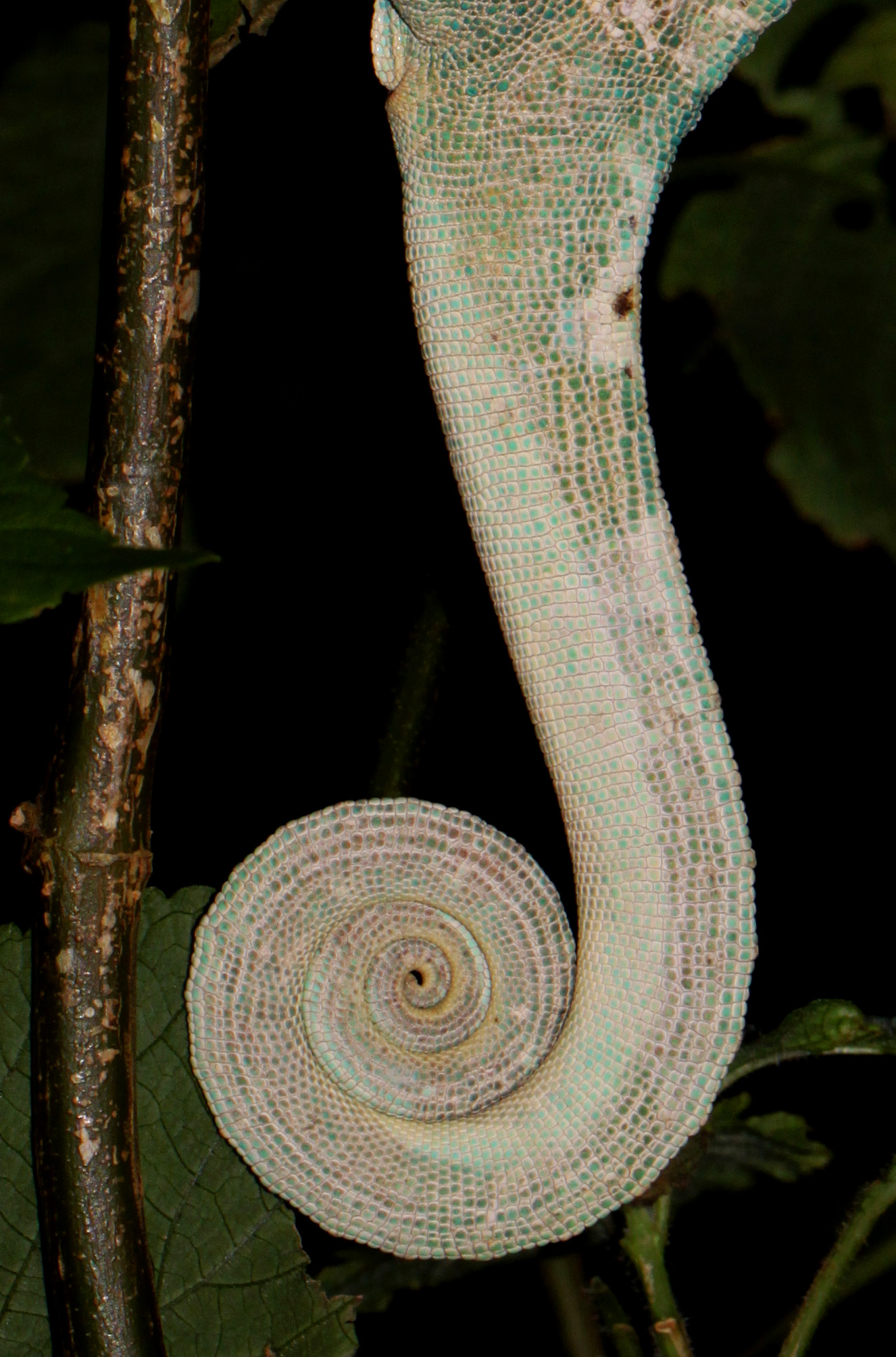 Seahorse Or Chamtail?