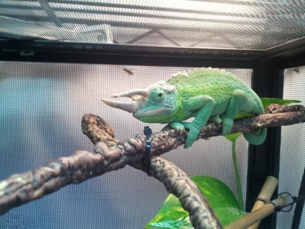 Second shed, look at those blue-green feet :)