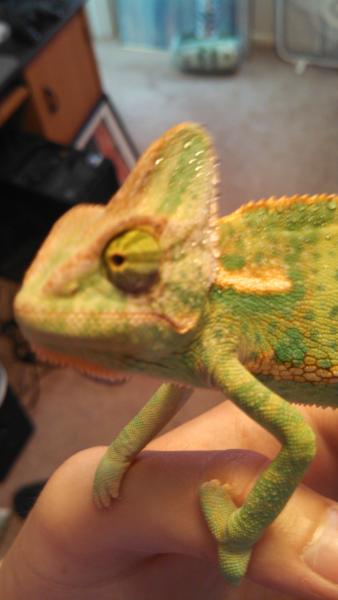 See the purpley spots?