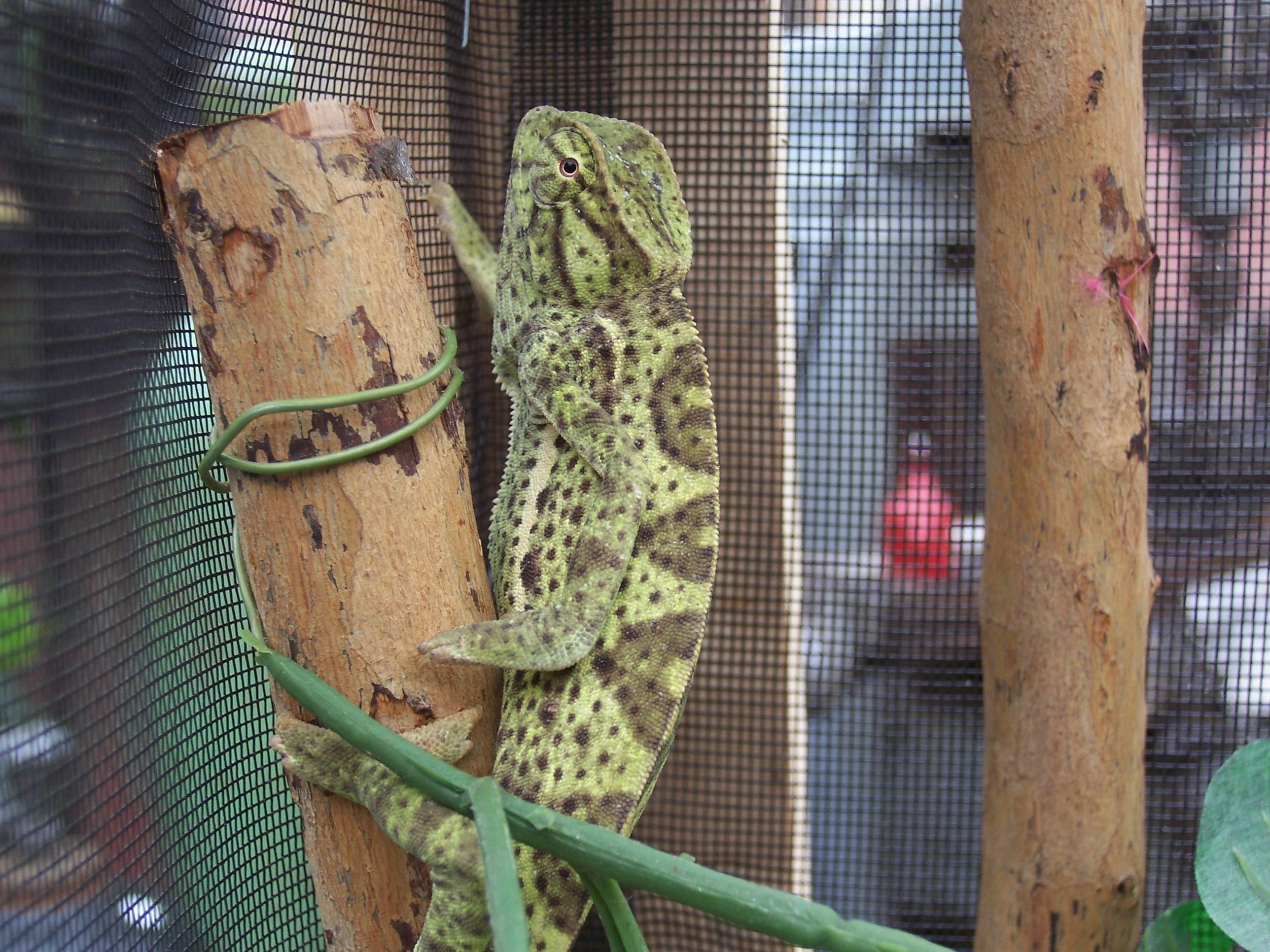 Senegal Chameleon