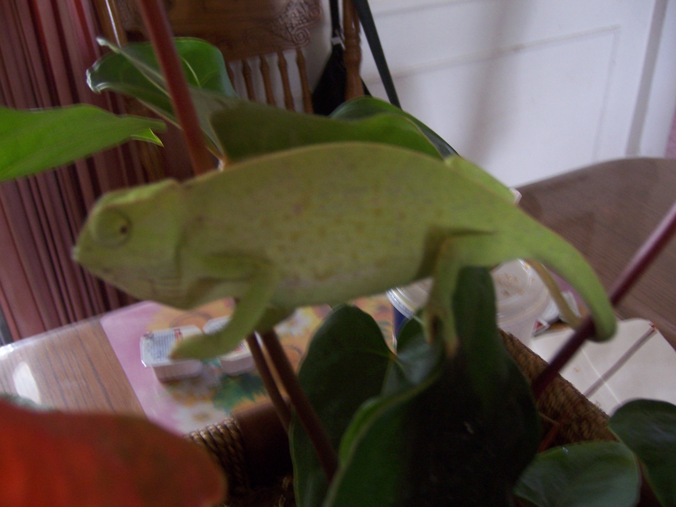 Senegal Chameleon