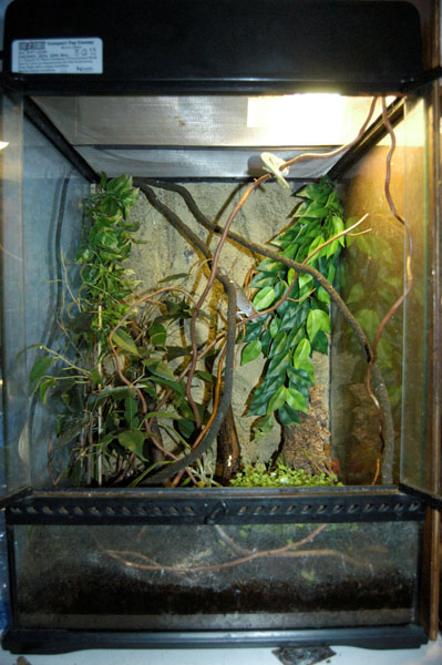 Senegals Enclosure