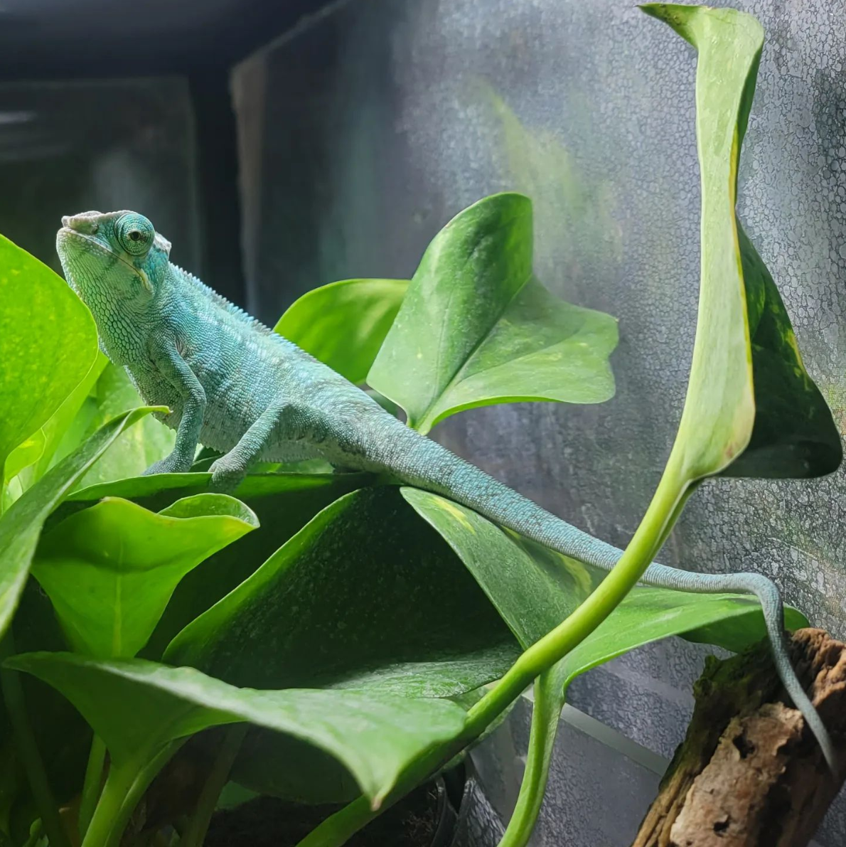 Seren_The_Chameleon