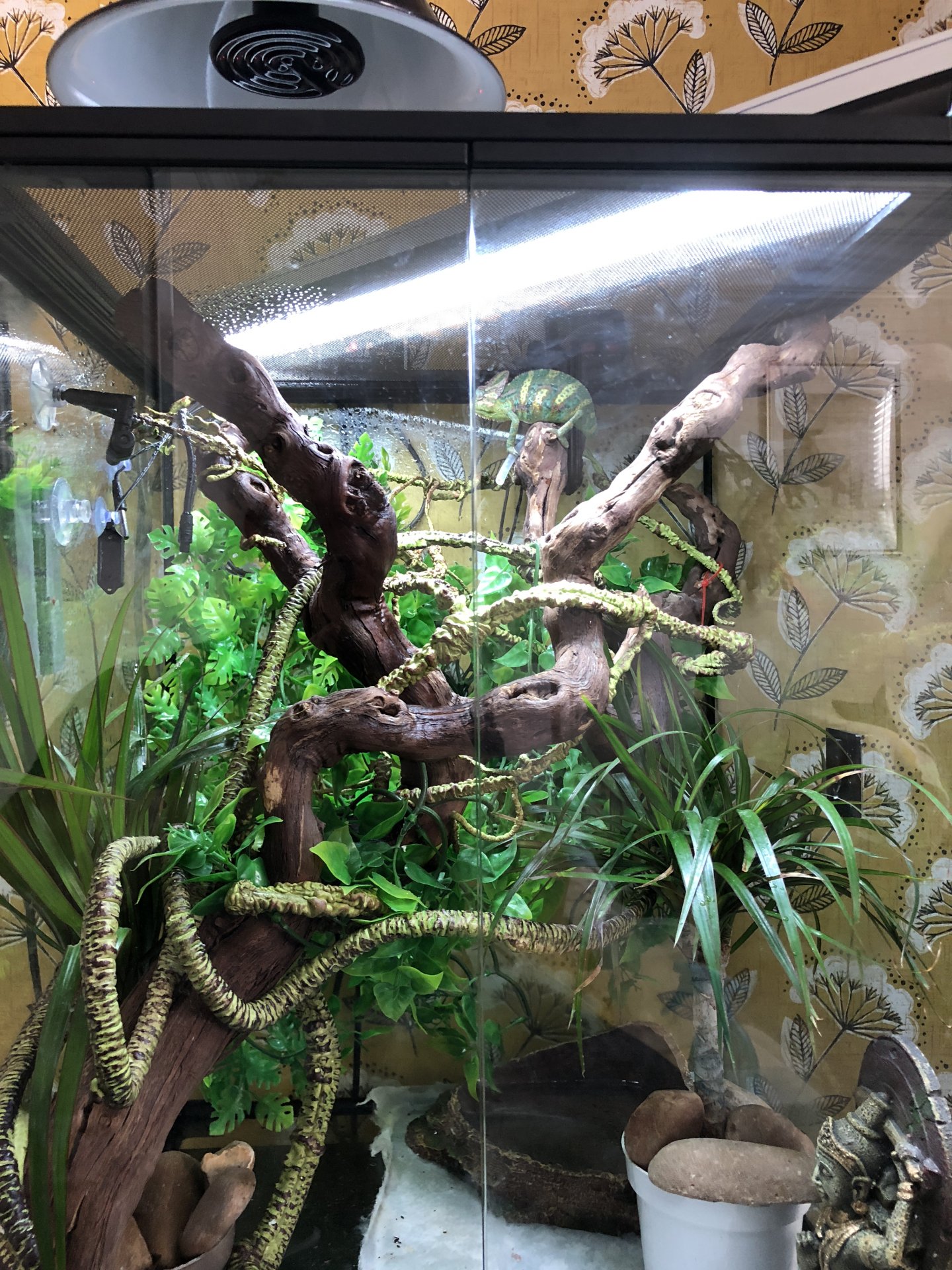 Set up | Chameleon Forums