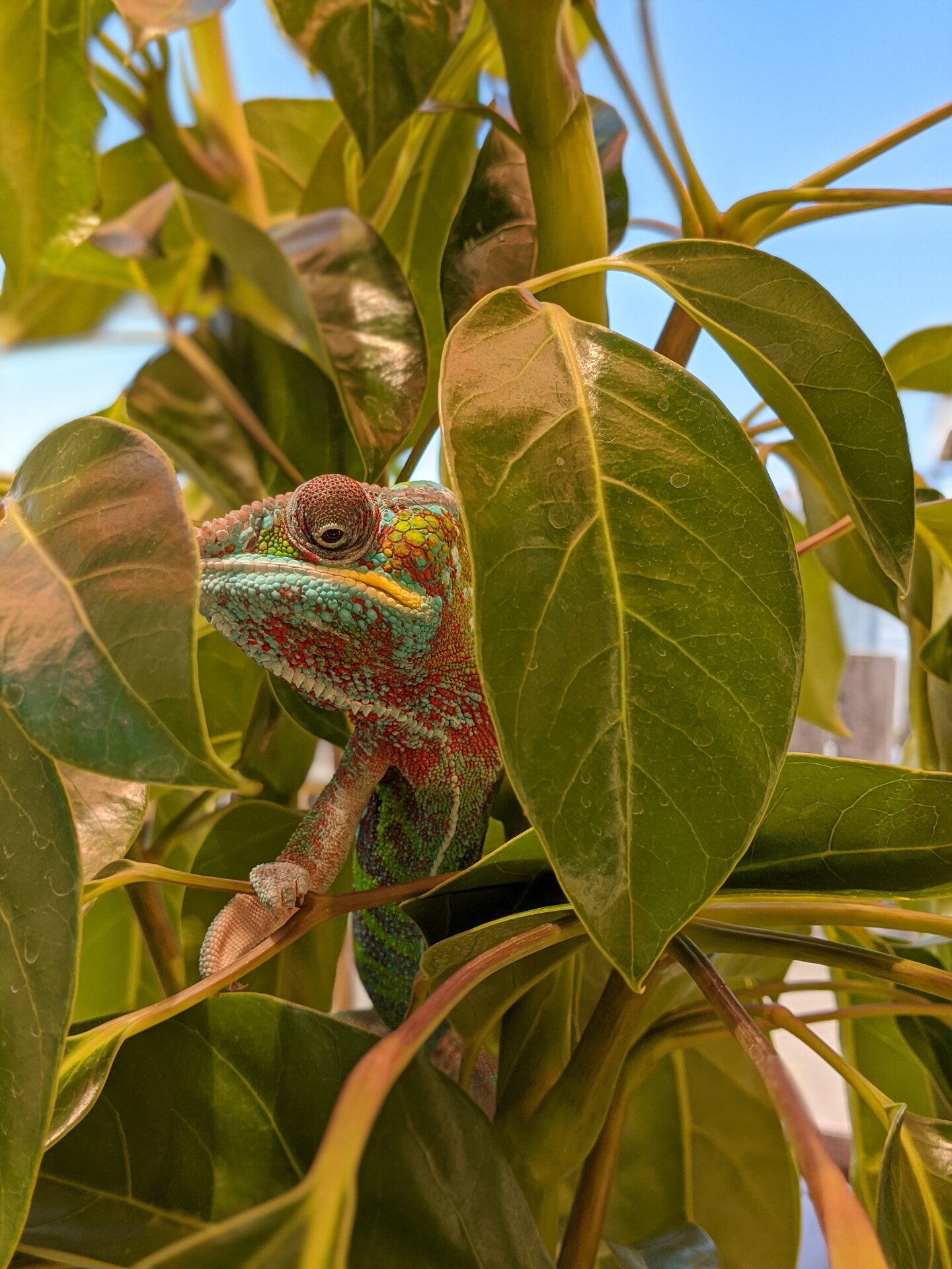 settled into the schefflura