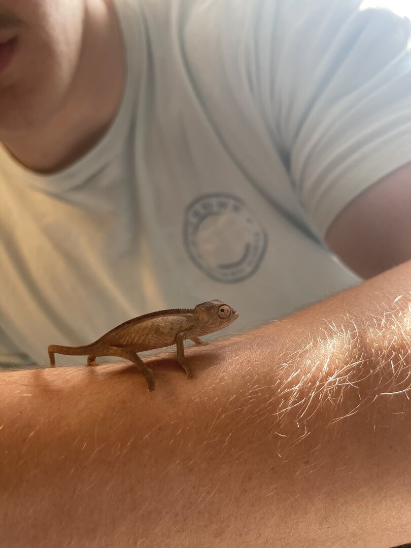 Sexing baby chameleon