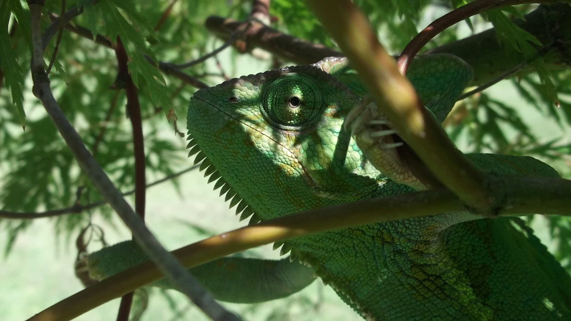 Shady Tree Dweller