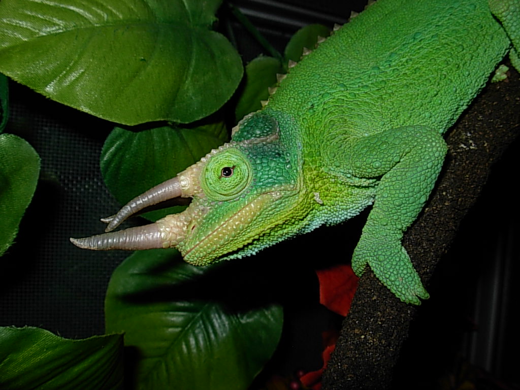 Sharkey's Mr. Puffer