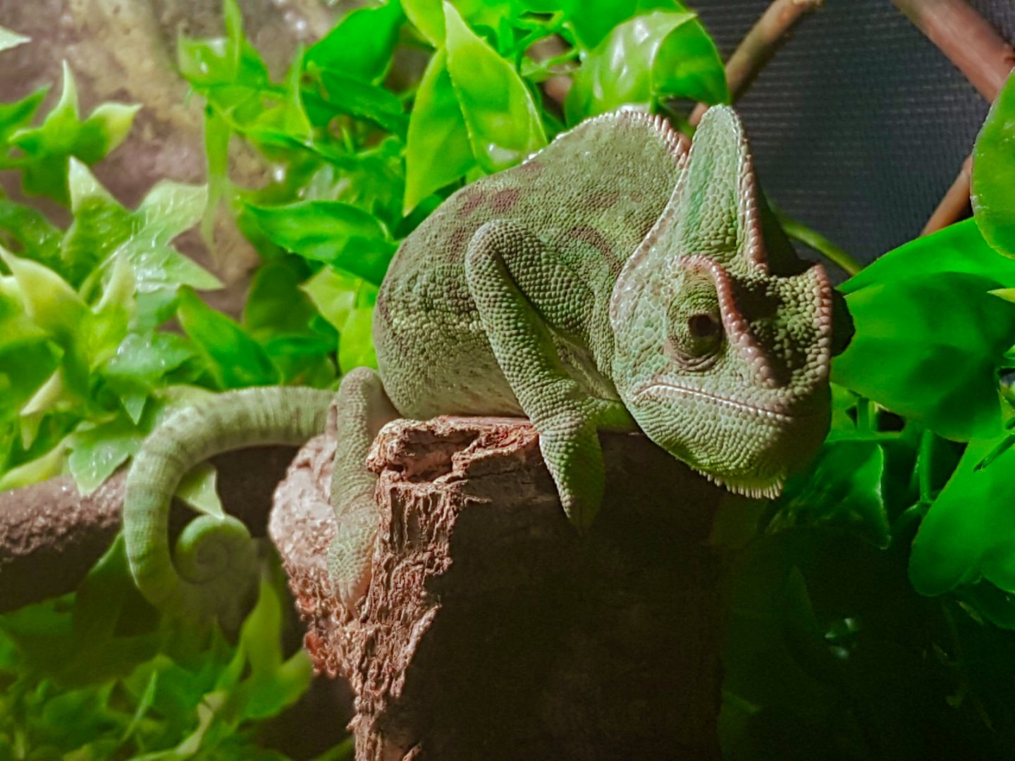 She’s as grumpy as me