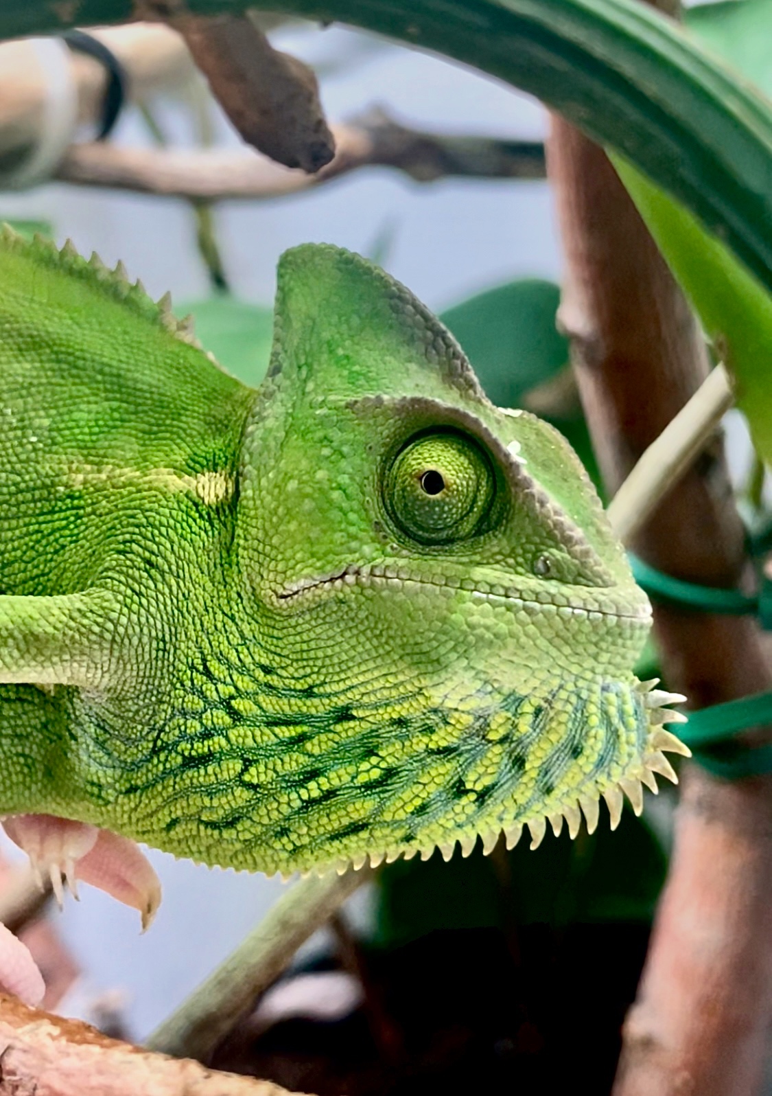 She’s Not Just Green!