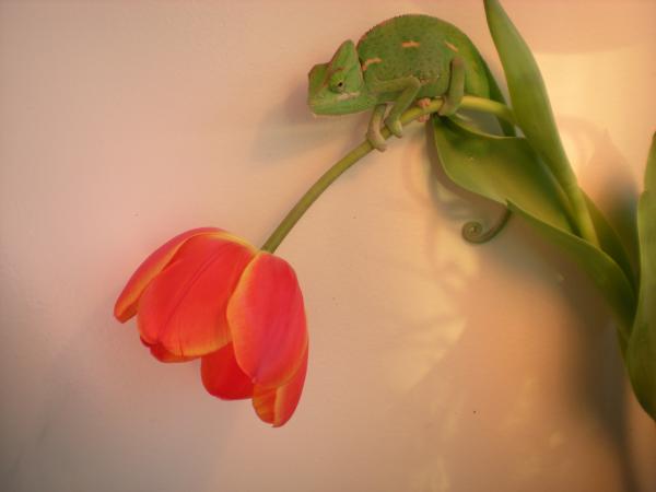 she broke all my tulips by doing this... what a fat ass