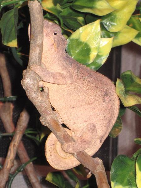 She can't even sit right on her branch her tummy is getting so big... lol