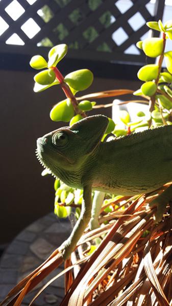 She enjoys sitting in the sun on the balcony with me while I do homework.