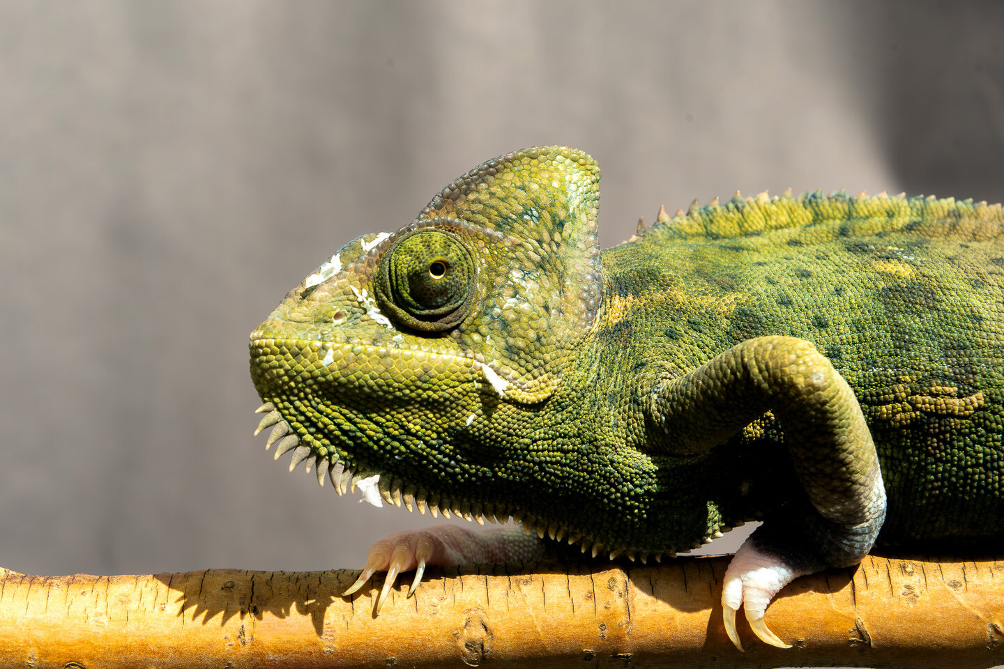 She is Edward Scissorhands