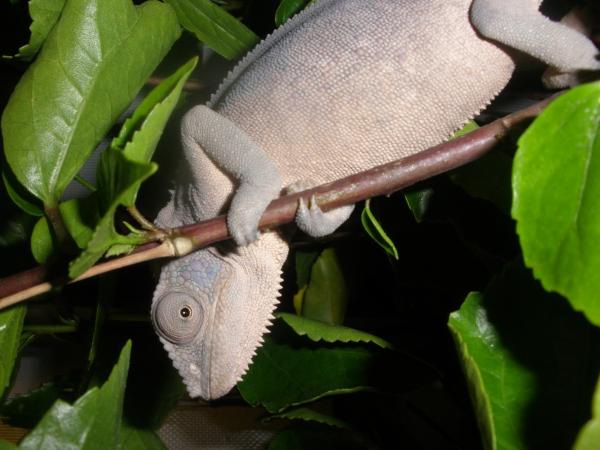 she likes to hide in the leaves