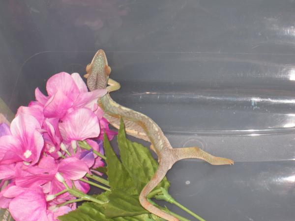She looks very snake like...