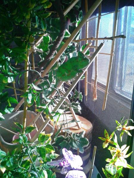 She loves her new window view :)