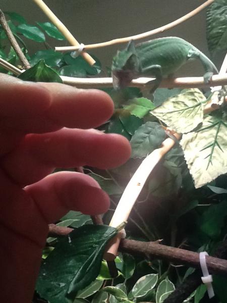 She loves Superworms!