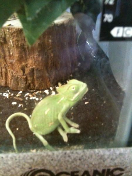 She was siting on the bottom of the cage, literally sitting... it was really strange and cute