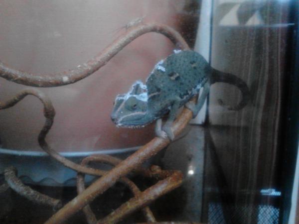 Shedding about very 6 wks.