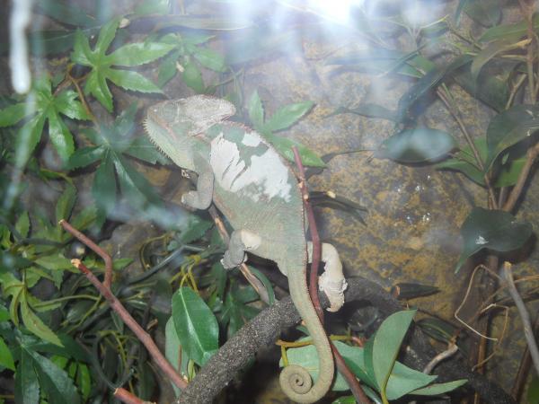 Shedding and cranky.