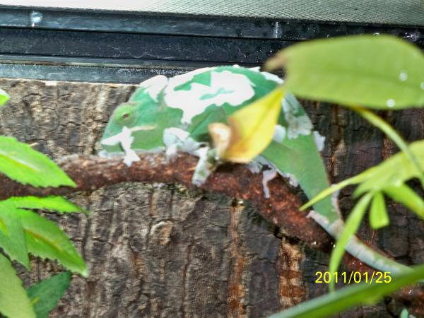 Shedding and miserable