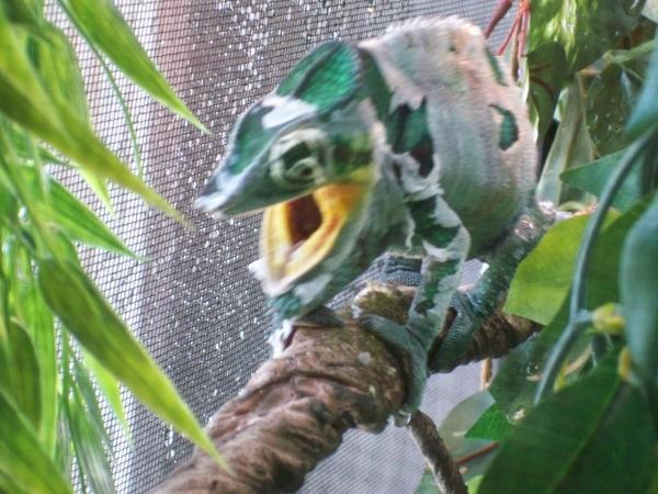 shedding frustration