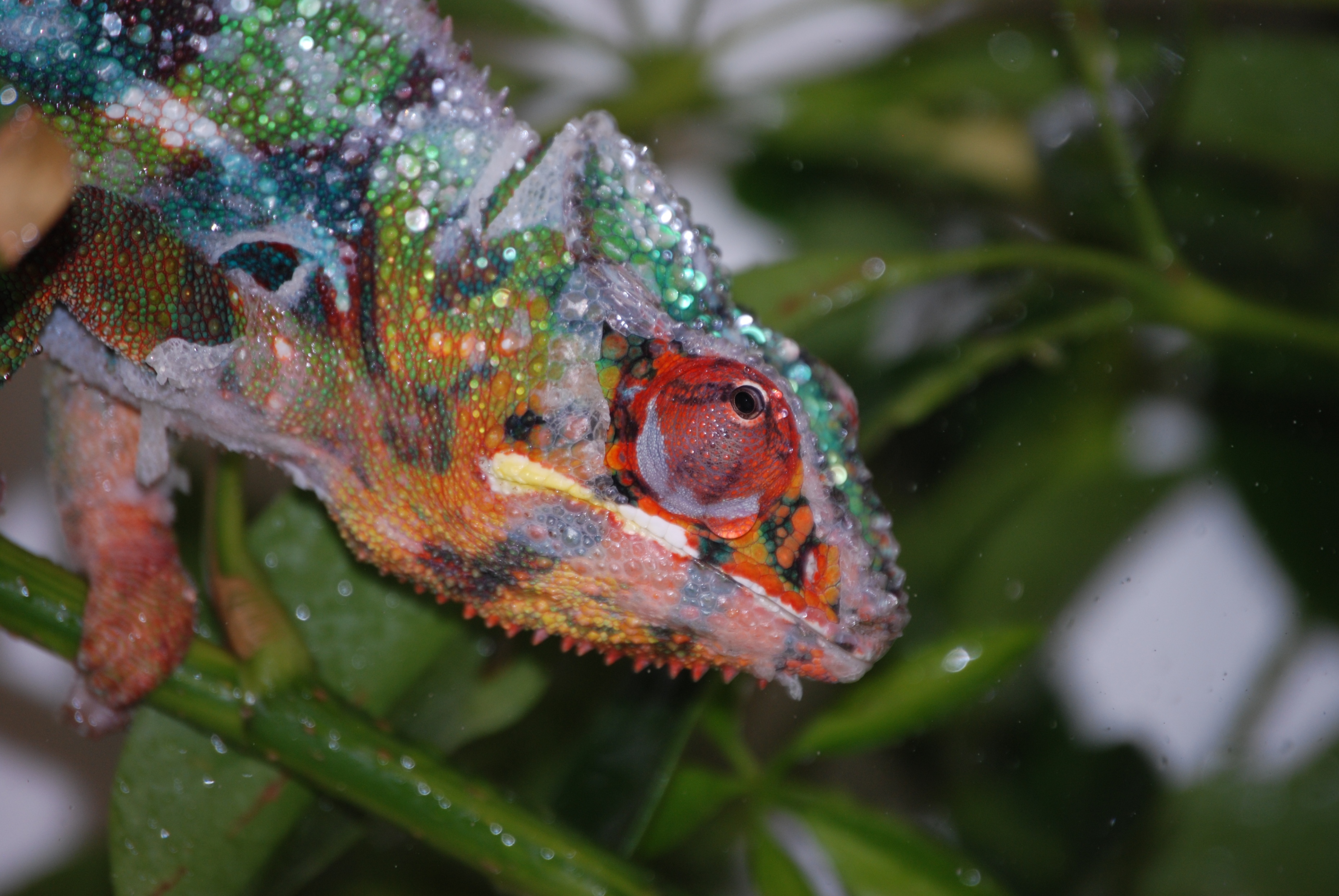 Shedding In The Shower