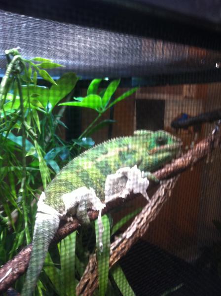 shedding number two since i have had him