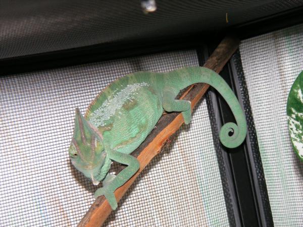 shedding still 2 weeks later