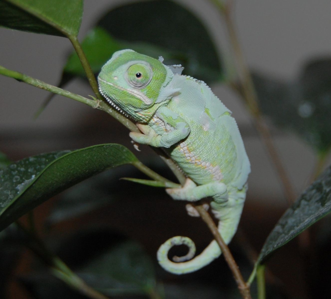 shedding