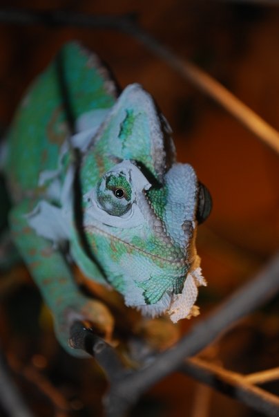 Shedding