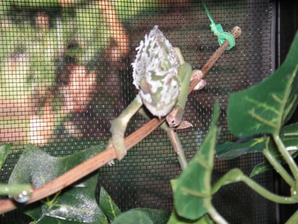 shedding