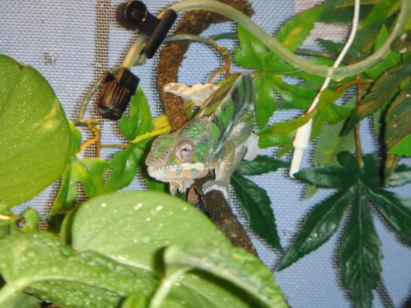 shedding.
