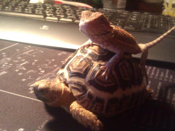 Sheldon and #27 riding him