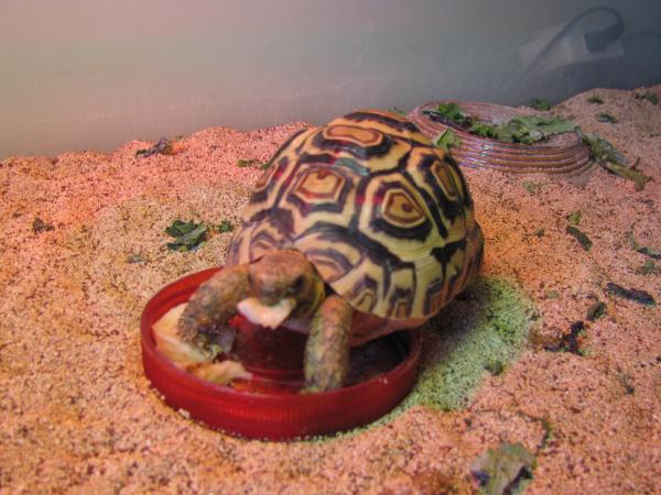 Sheldon and his treat