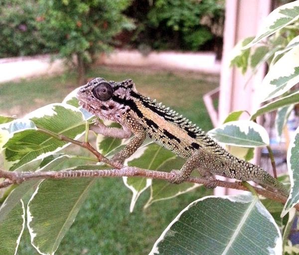 Sheldon: Bradypodion Transvaalense 5/10/13