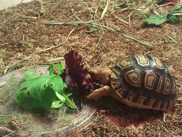 Sheldon eating