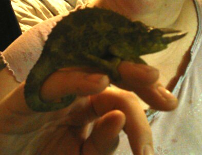 Sheldon. Has His Tail Wrapped Around My Finger. He Seems To Like Me.