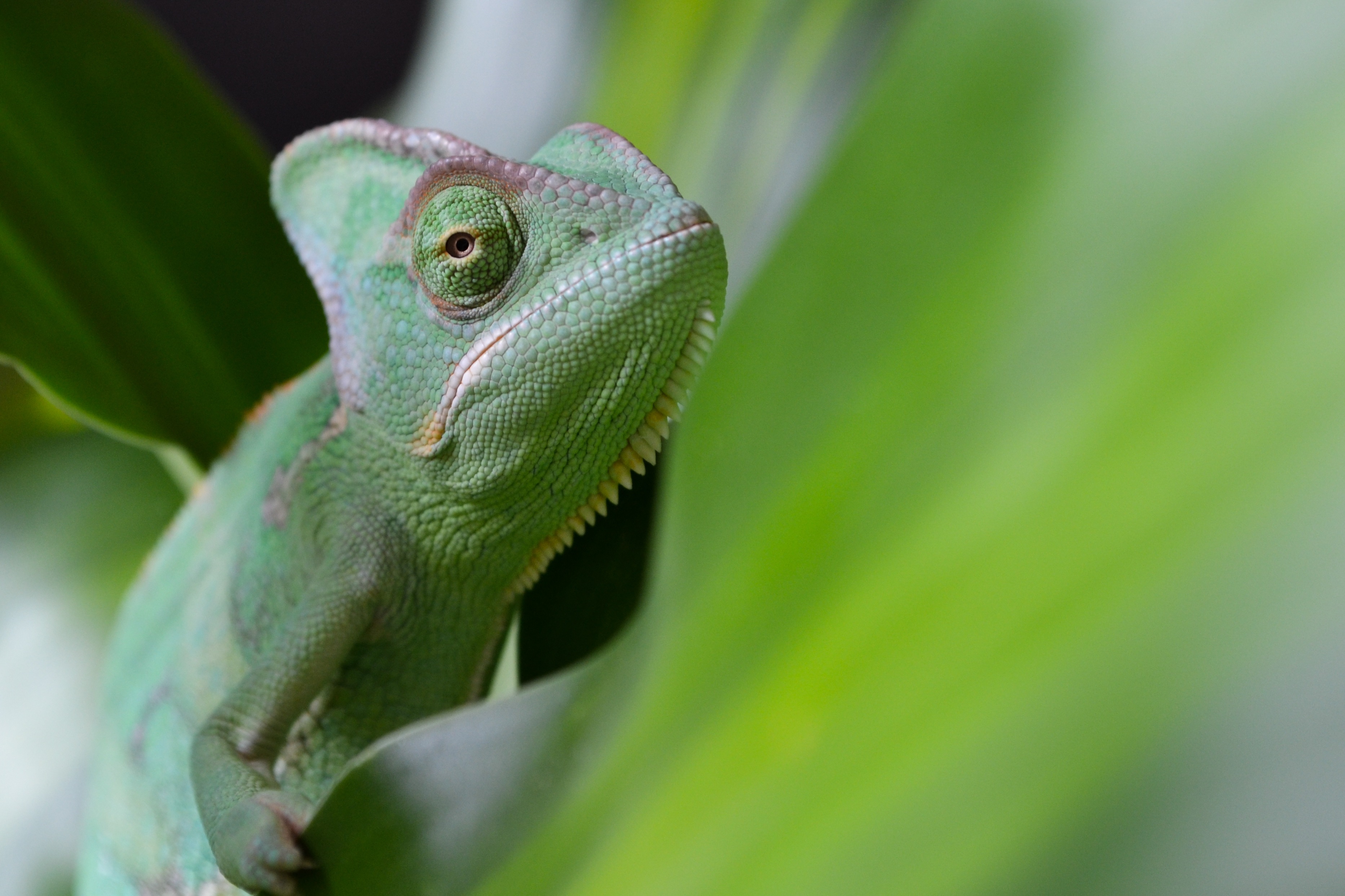 Sheldon On The Free Range