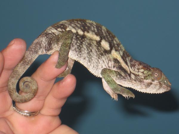 She's got some of the prettiest markings...