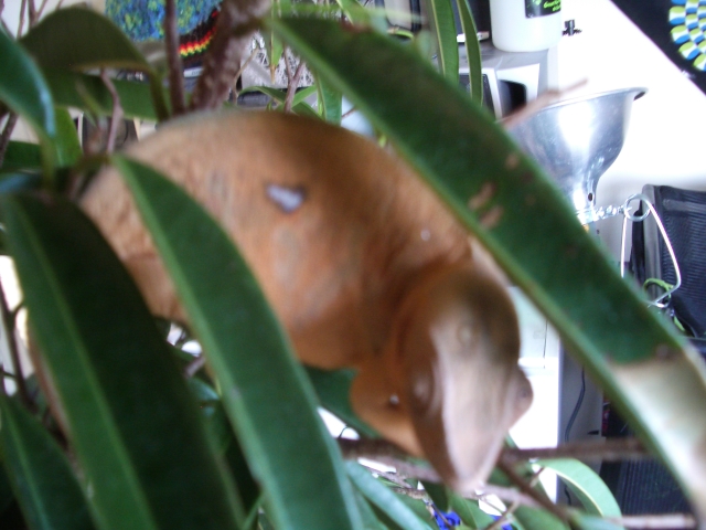 Shisha Gautama with mark on her side