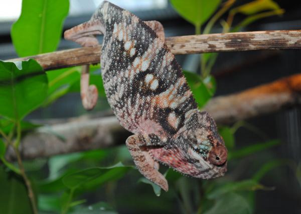 Shiva:Female BB Ambilobe