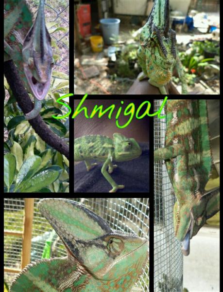 Shmigal