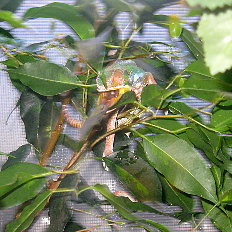 Shooting A Superworm