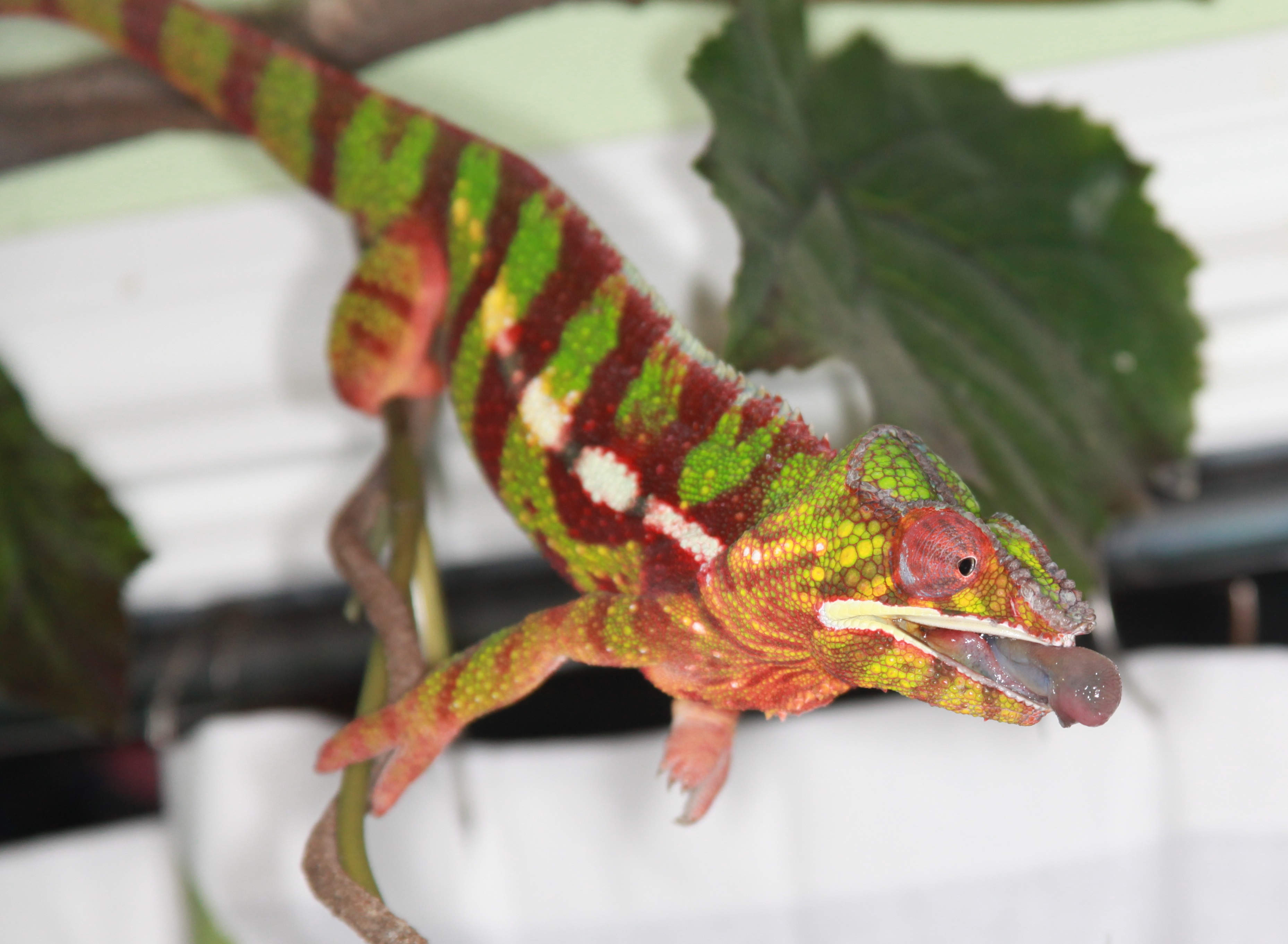 Shooting For The Tasty Worm