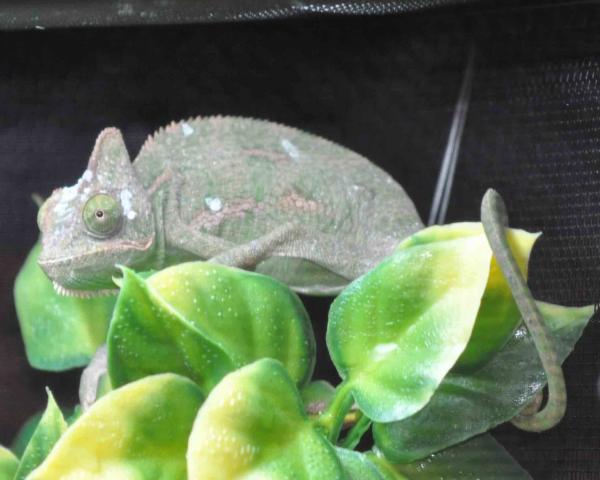 Shortly after I got him in April