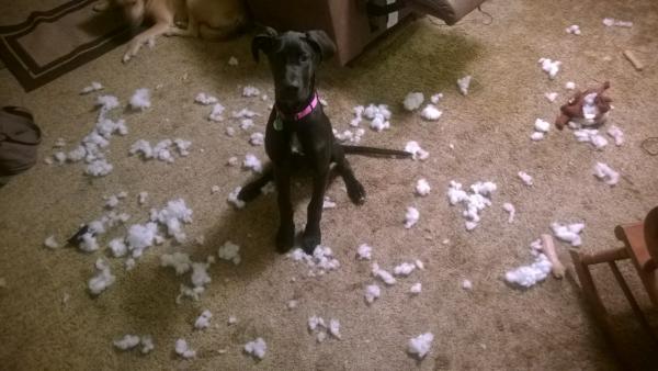 Shortly after we got her... guess her toy just exploded or something......